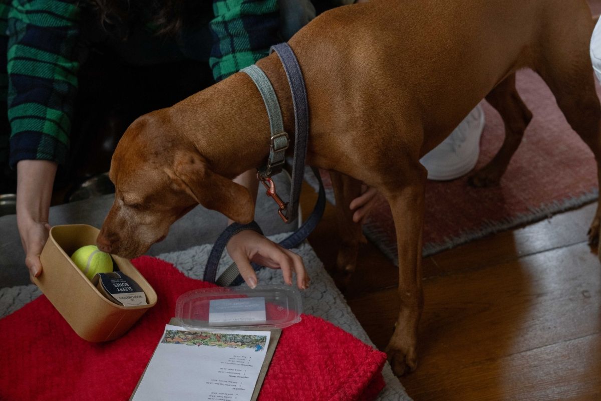 dog